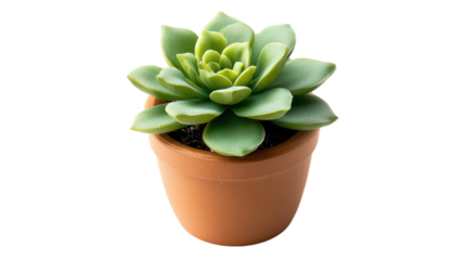 A Beautiful Miniature Potted Succulent Plant Perfect for Home Decor and Office Spaces to Add a Touch of Greenery and Life.
