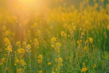 Fototapeta premium Vibrant yellow wildflowers in a grassy field under the sun's rays. The focus is on a single plant amidst a flourishing display of nature.