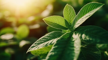 Close-up image showing intricately detailed leaves adorned with glistening dew drops, the epitome of freshness and renewal in the calm of early morning light.