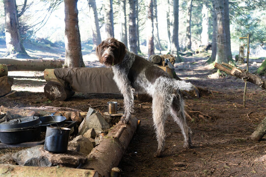 Dog in Woods