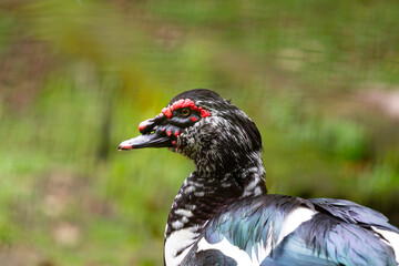 Close-up of a Muscovy duck (Cairina moschata) showcasing its vibrant plumage and red facial caruncles. Blurred background highlights the bird. Perfect for wildlife themes.