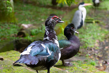 Two Muscovy ducks (Cairina moschata) standing in a tropical setting, with a cocoi heron (Ardea cocoi) in the background. Their iridescent feathers and red caruncles stand out. Perfect for fauna studie