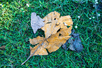 Dry leaves fall on green grass with a brown teak leaf texture, on the background, and many dry leaves fall on the ground.