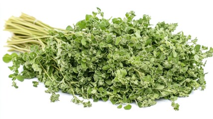 A Bunch of Fresh Green Oregano Herbs