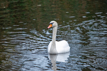 Ein weißer Schwan auf dem Wasser
