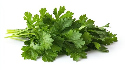 Fototapeta premium Fresh Green Parsley Sprig Isolated on White Background