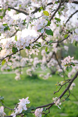Spring cherry blossom flowers on the tree in park