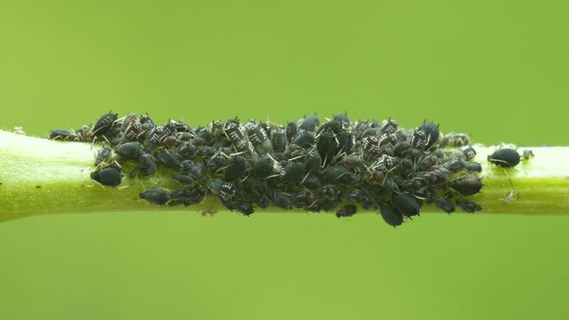 Close-up footage of aphid colony on green background.
