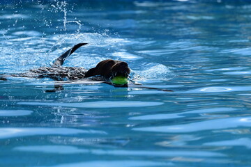 Abspringen vom Beckenrand verboten. Schwarzer Hund springt in ein Schwimmbecken um einen Ball zu holen © Grubärin