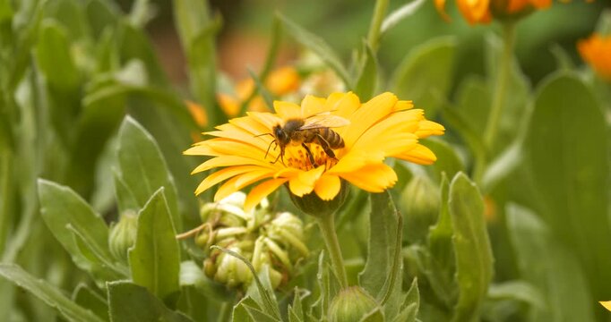 Slow motion footage of honey bee collecting honey and pollen from flowers.