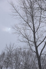 雪が激しく降って白む空　12月の美唄