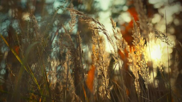 Sunlight filters through tall grass in a peaceful natural landscape during the golden hour. The warm glow enhances the beauty of the scene, creating a serene atmosphere in nature