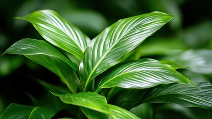 Obraz premium A close-up photograph showcasing vibrant, detailed green leaves against a backdrop of dark foliage, capturing the beauty of nature's patterns and serene natural elements.