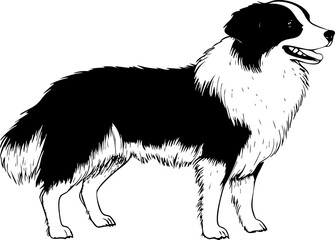 Fototapeta premium A black and white illustration of a friendly Border Collie dog, showcasing its playful and loyal nature.