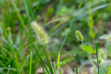 エノコログサの繊細な穂