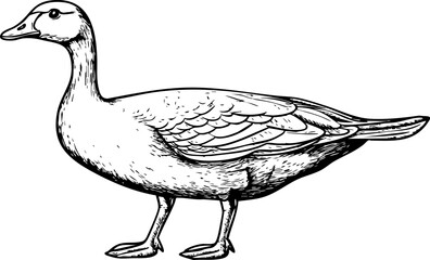 A detailed sketch of a goose, showcasing its features and posture in a clean, illustrative style.