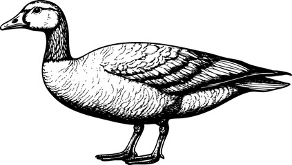 A vintage black and white illustration of a duck, showcasing its detailed features and graceful posture.