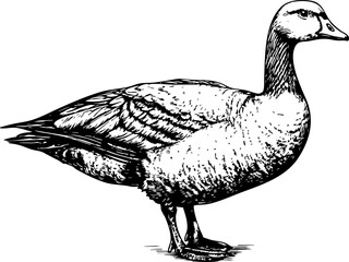 A detailed black and white illustration of a duck, showcasing its features and natural posture.