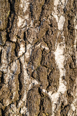 Betula pendula - Tree bark as a natural pattern.