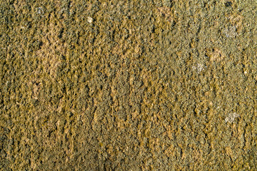 Old concrete wall covered with lichens creating a unique natural texture.