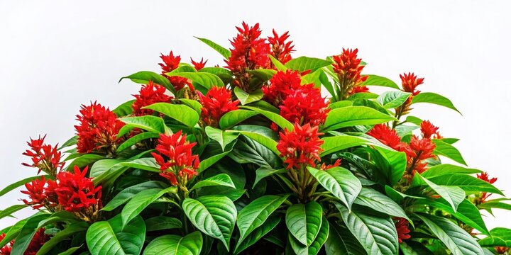 Justicia Gendarussa,  Red Justicia,  Branch Flowers, Green Leaves, Architectural Photography, Botanical Photography, Plant Photography