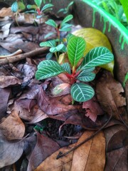 Madagascar gem plant