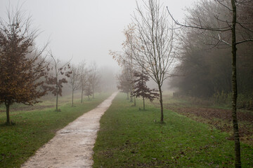 Exploring the local country park on a misty morning.