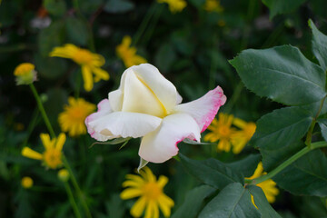 Thai agricultural produce to be exhibited at the fair