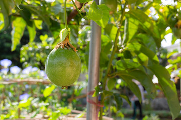 Thai agricultural produce to be exhibited at the fair