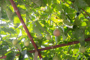 Thai agricultural produce to be exhibited at the fair