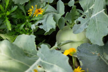 Thai agricultural produce to be exhibited at the fair