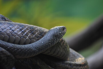Ptyas mucosa, commonly known as the Oriental rat snake, dhaman or Indian rat snake, is a common non-venomous species of colubrid snake found in parts of South and Southeast Asia. Dhamans are large sna