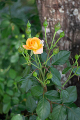 Thai agricultural produce to be exhibited at the fair