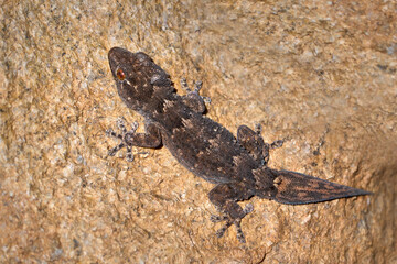 Kanarischer Mauergecko (Tarentola angustimentalis) Nahaufnahme von oben auf braunem Fels - Vega de Rio Palmas, Fuerteventura