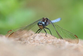 Male keeled skimmer (Orthetrum coerulescens) dragonfly perched on a rock. Portrait of a beautiful blue dragonfly on the ground by the river. Asturias, Spain.