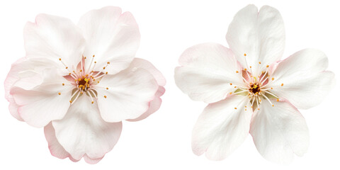 Fototapeta premium Delicate pink and white blossoms showcasing intricate petals and a central cluster of stamens.