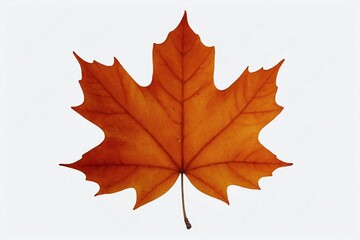 Obraz premium maple leaf isolated on white
