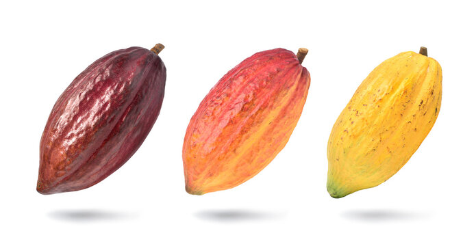 Different varieties of cocoa pods isolated on white background. Clipping path.