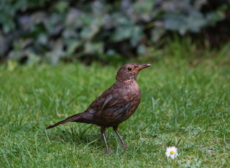 blackbird in the garden 