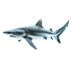 Naklejka premium Oceanic Predator: A sleek, powerful shark glides through the water, its form captured in breathtaking detail. A captivating image for marine life enthusiasts and nature documentaries. 