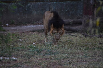 Wild Lion, Indore Zoo, MP India