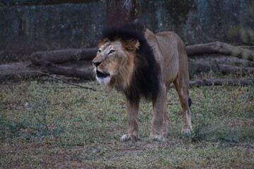 Wild Lion, Indore Zoo, MP India