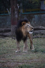 Wild Lion, Indore Zoo, MP India