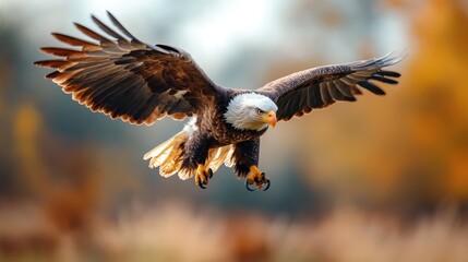 A breathtaking image of a powerful bald eagle with wings spread wide, gracefully approaching its landing, captured against a vibrant autumn backdrop reflecting ultimate freedom.