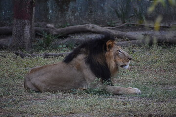 Wild Lion, Indore Zoo, MP India