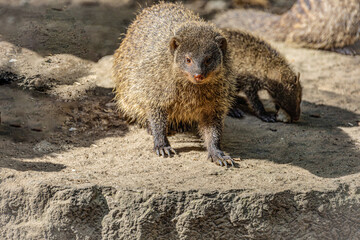 Banded Mongoose, group with baby, Mungos mungo