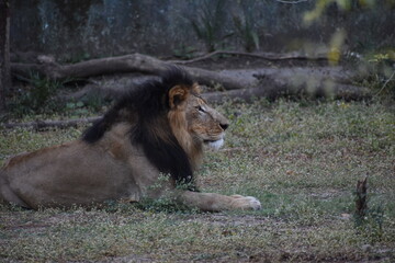 Wild Lion, Indore Zoo, MP India
