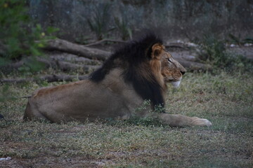 Wild Lion, Indore Zoo, MP India