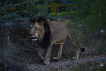 Wild Lion, Indore Zoo, MP India