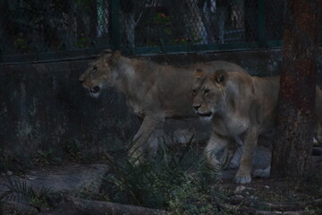 Fototapeta premium Wild Lion, Indore Zoo, MP India